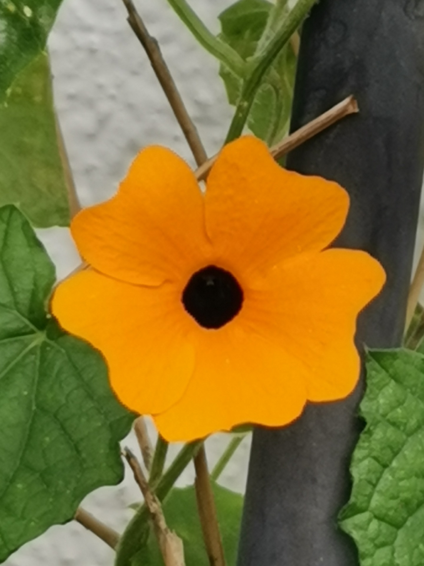 EINZELBEGLEITUNG BEI KONFLIKTEN